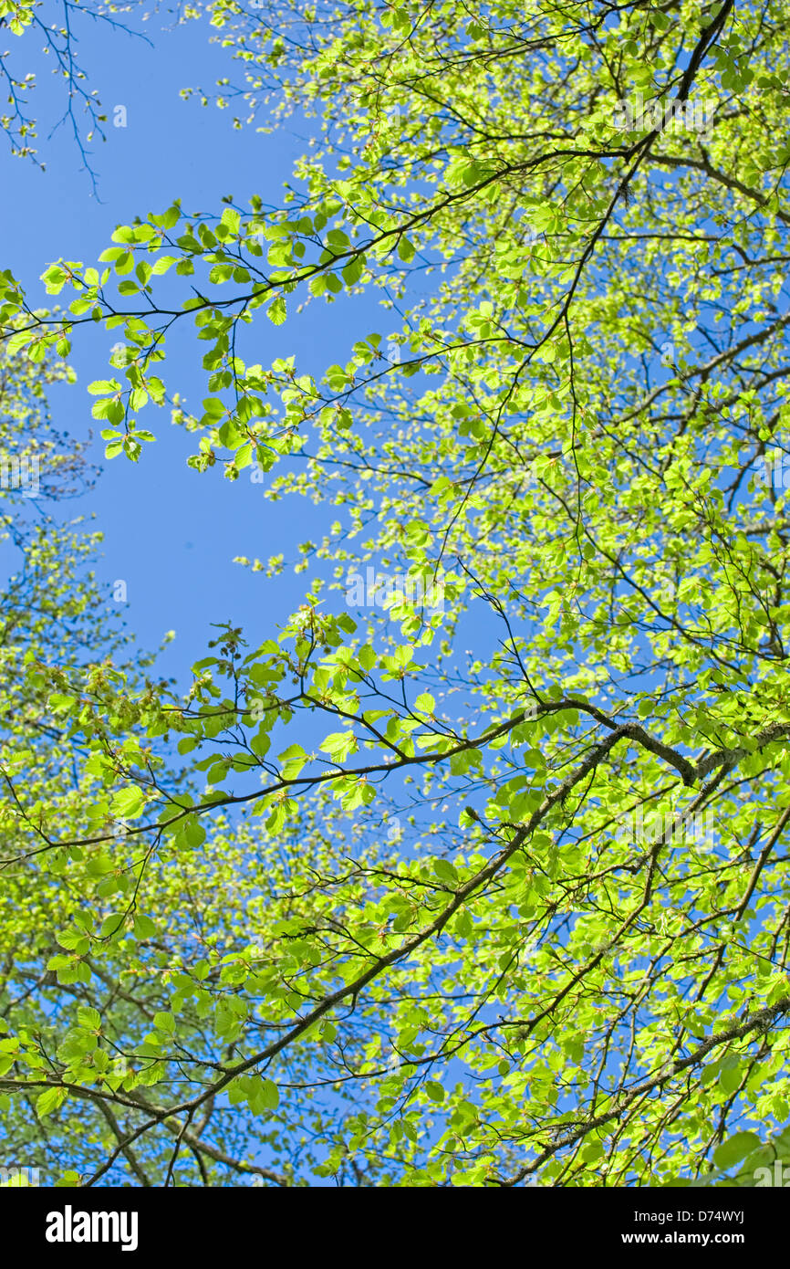 Fresh spring beech leaves on many branches against a clear blue sky Scotland UK Stock Photo
