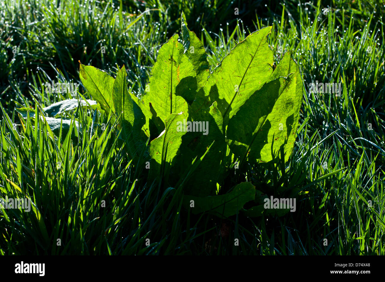 dock leaves Rumex Stock Photo