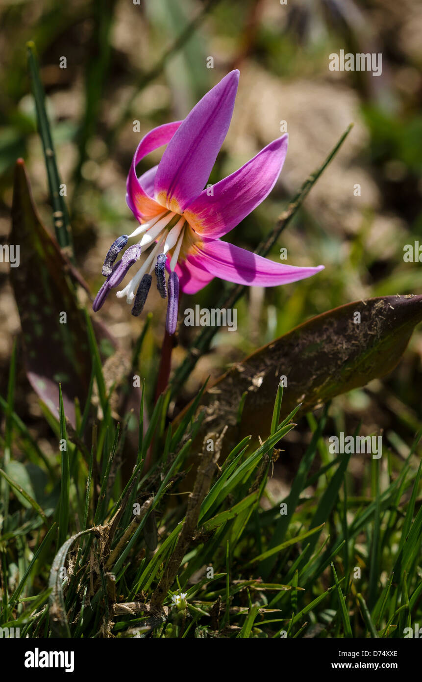 Erythronium dens canis Stock Photo