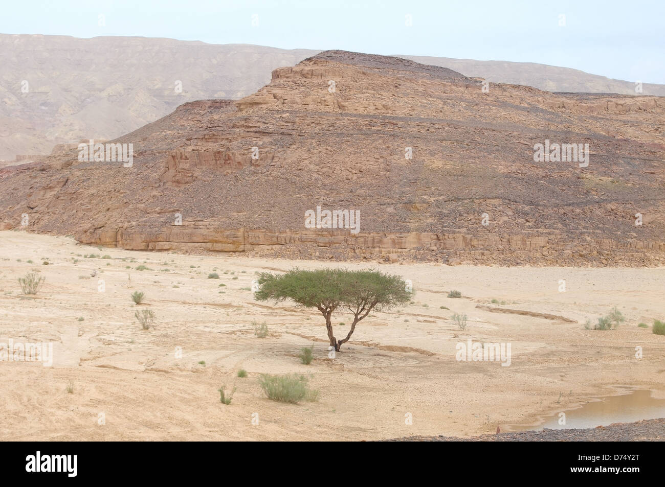 Acacia tree near the end of its range in the Desert, Sinai Peninsula