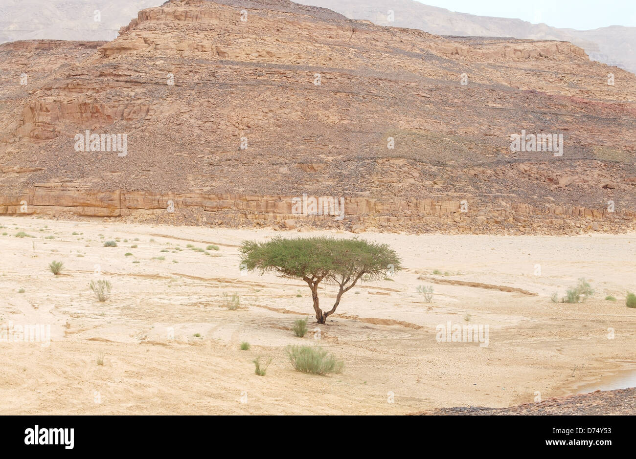 Acacia tree near the end of its range in the Desert, Sinai Peninsula
