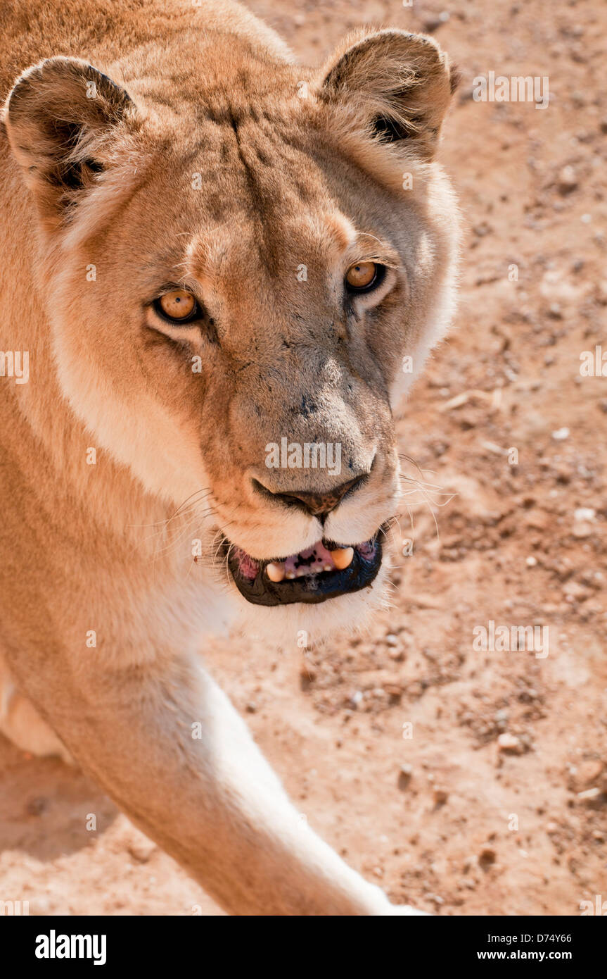 Female lion wildlife nature hi-res stock photography and images - Alamy