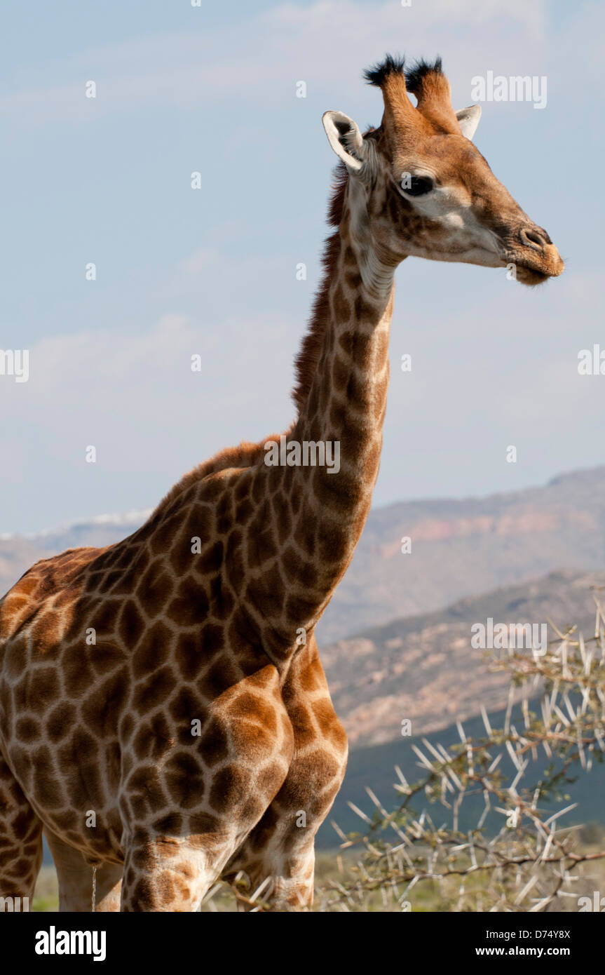 Safari giraffe hi-res stock photography and images - Alamy