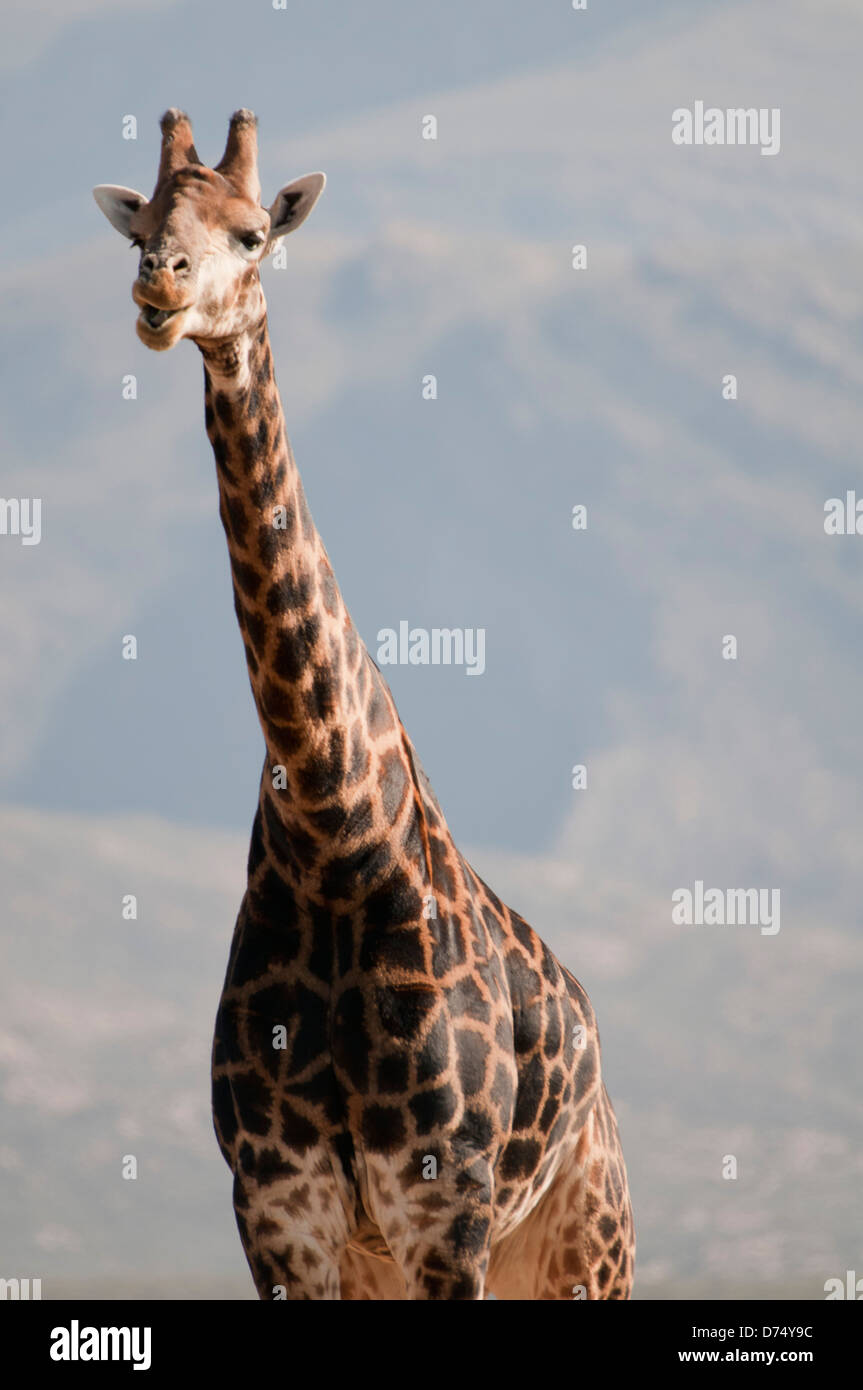 Safari giraffe hi-res stock photography and images - Alamy