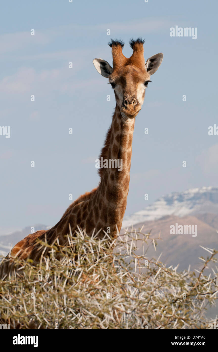 Safari giraffe hi-res stock photography and images - Alamy