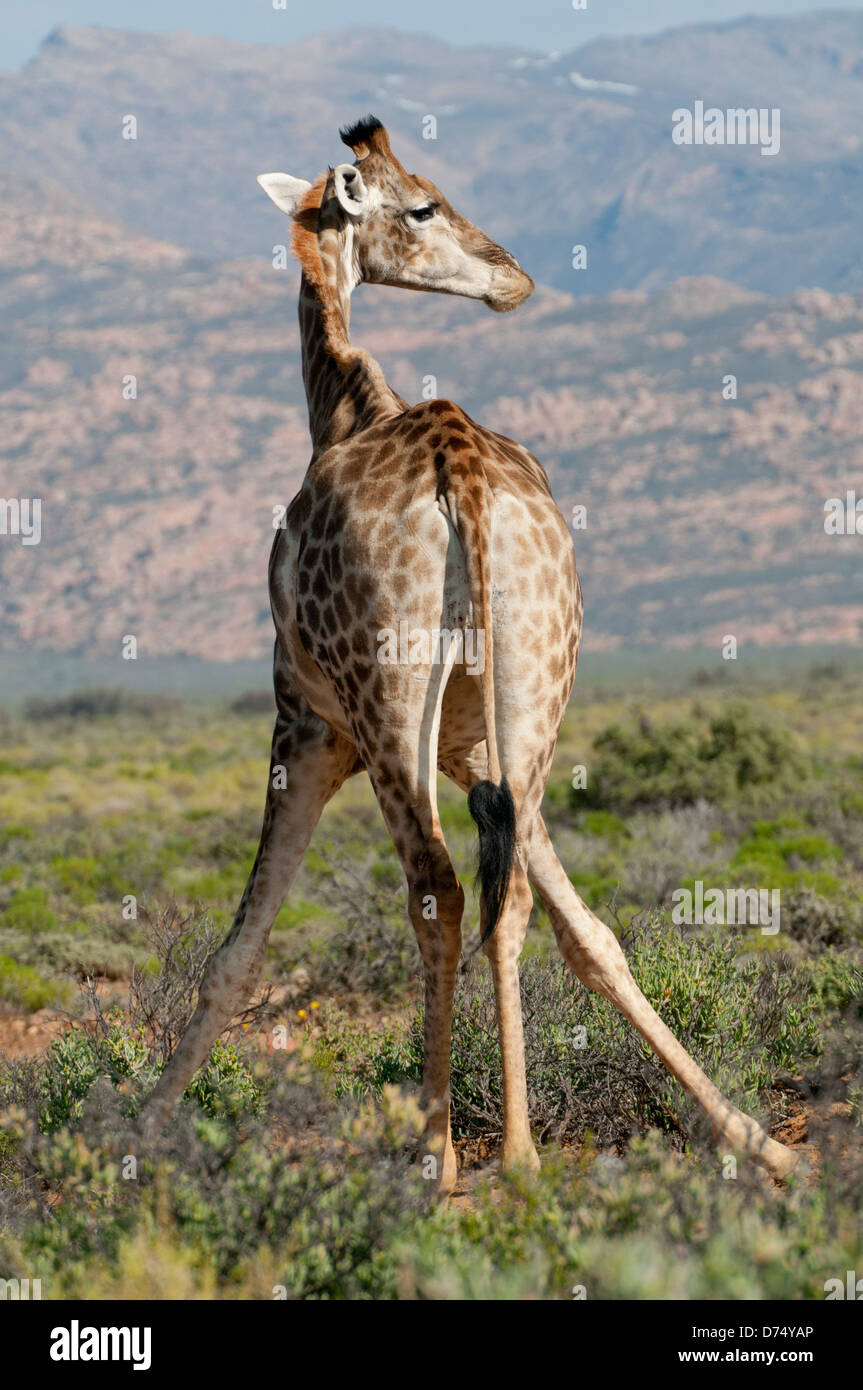Safari giraffe hi-res stock photography and images - Alamy