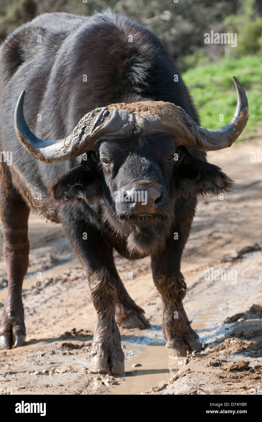 Deadly horns hi-res stock photography and images - Alamy