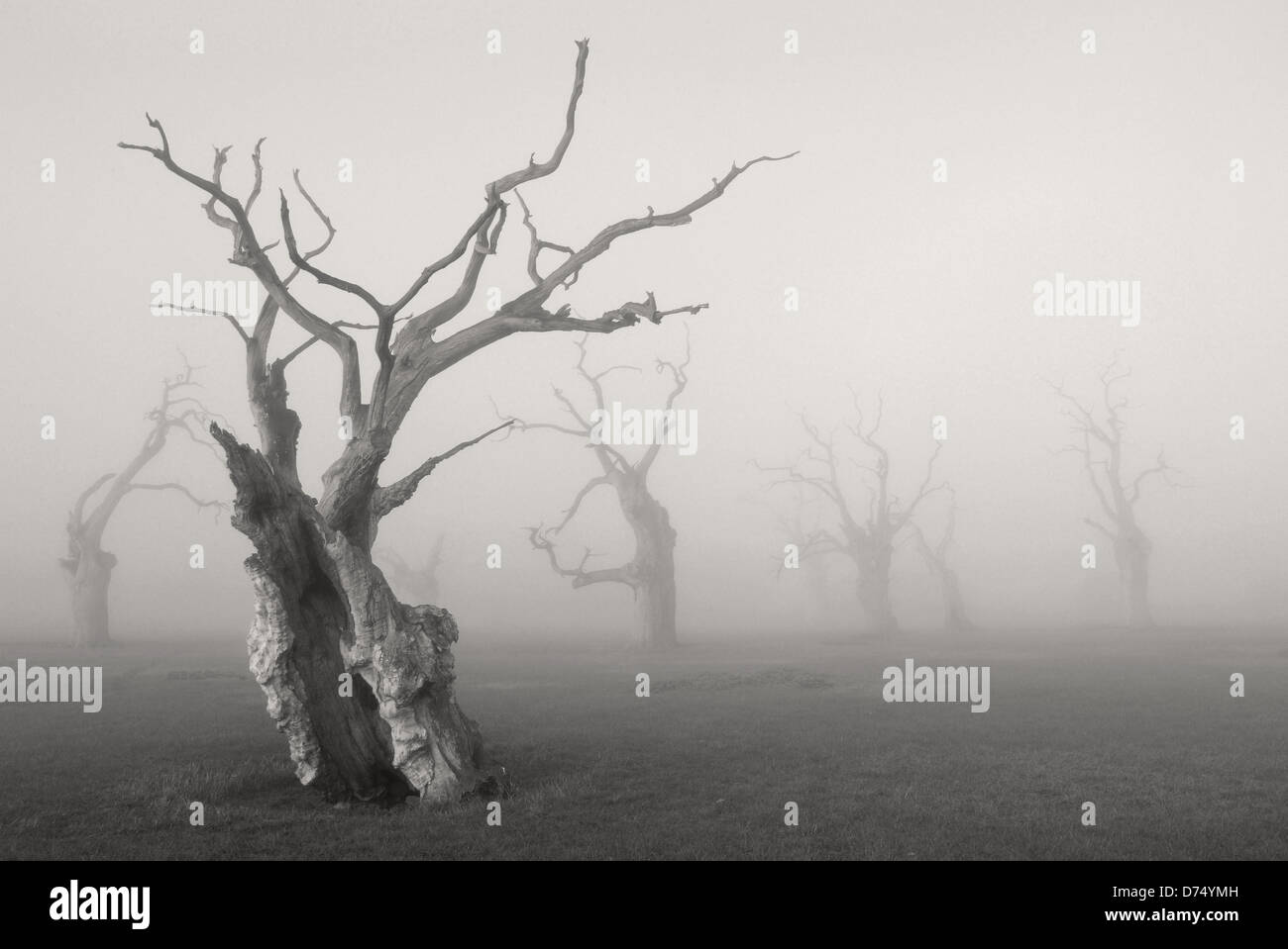 Petrified Oak Trees Stock Photo