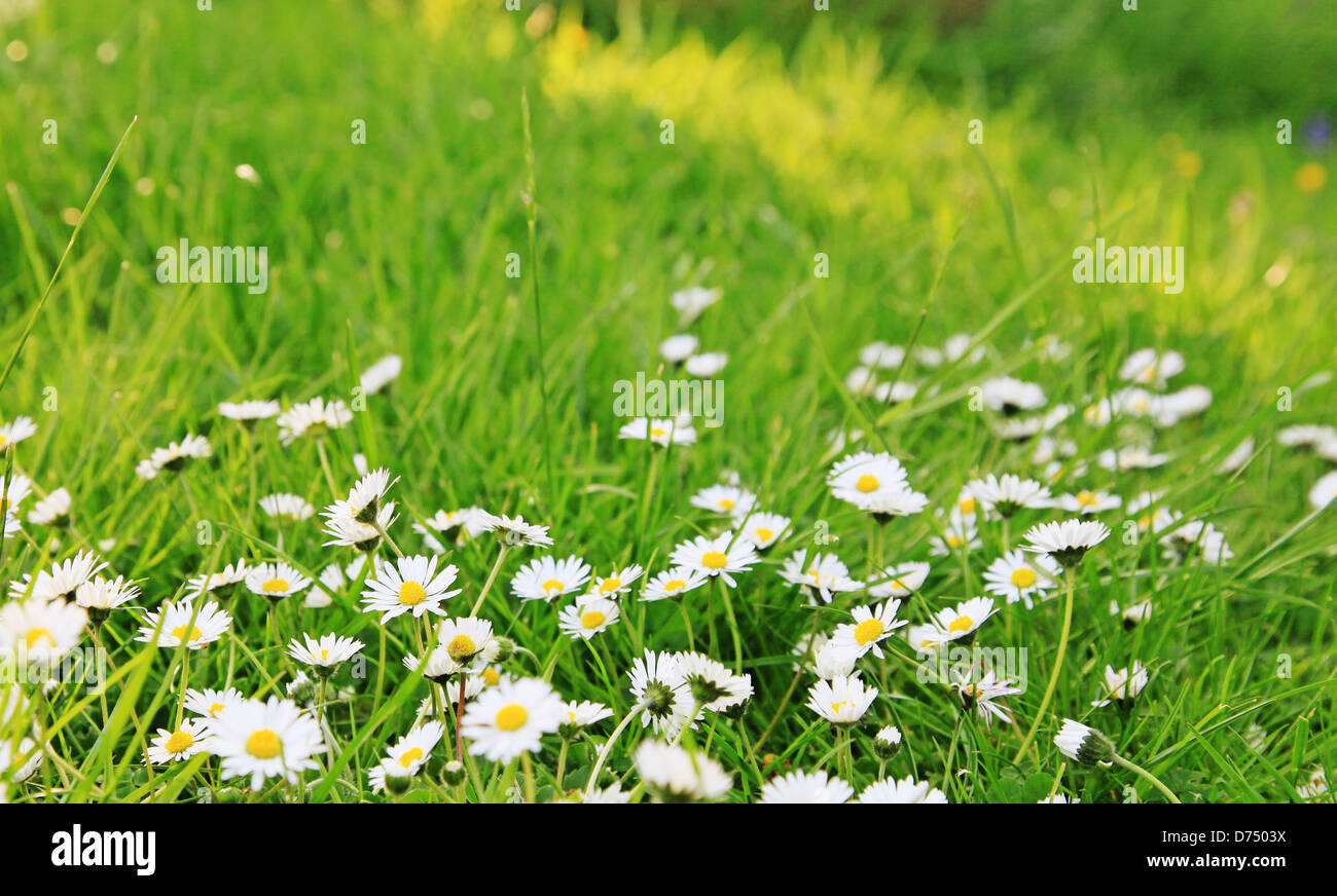 Common daisies growing amongst sunlit grass Stock Photo