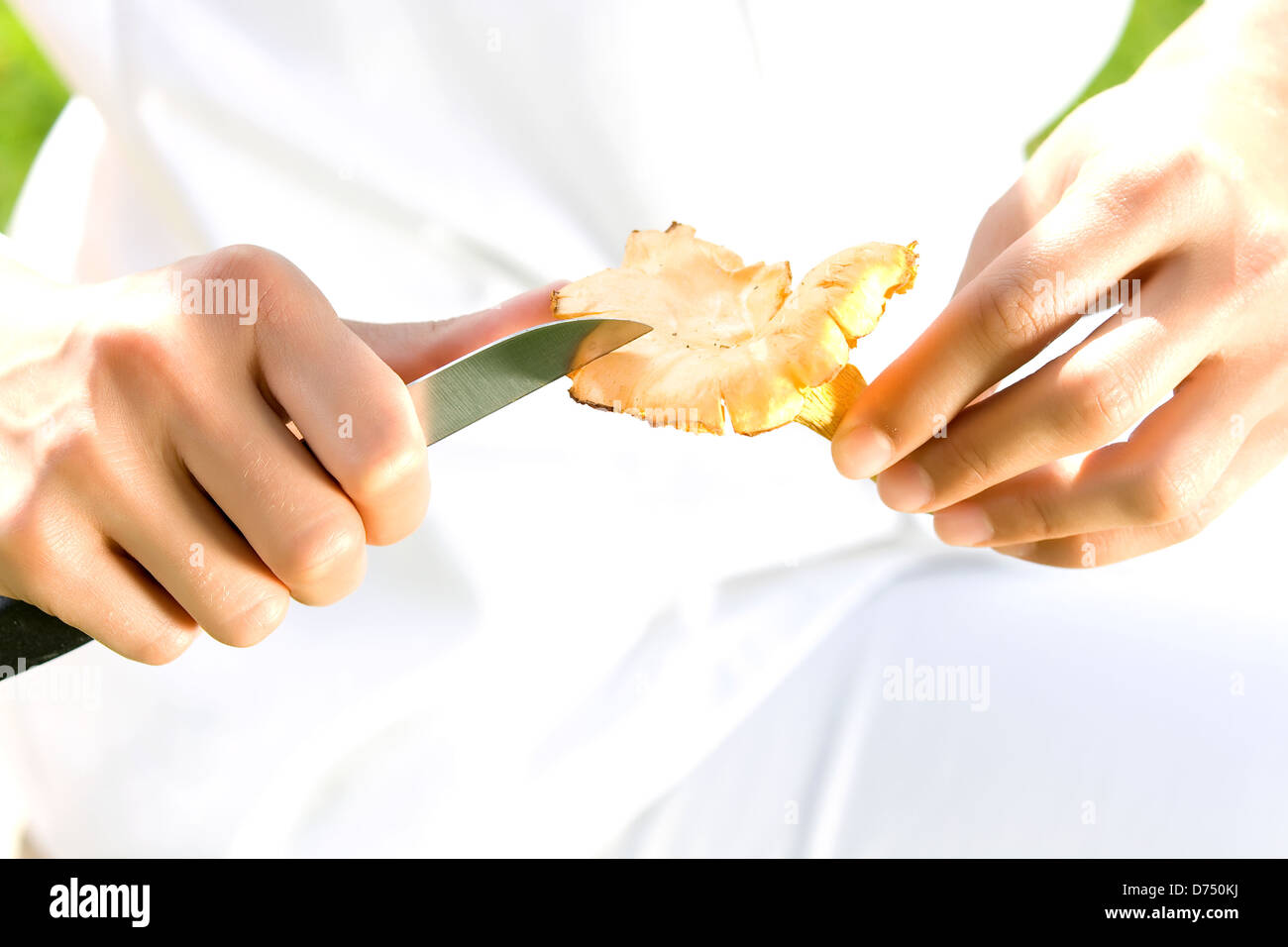 female chef with chanterelle mushrooms, Stock Photo