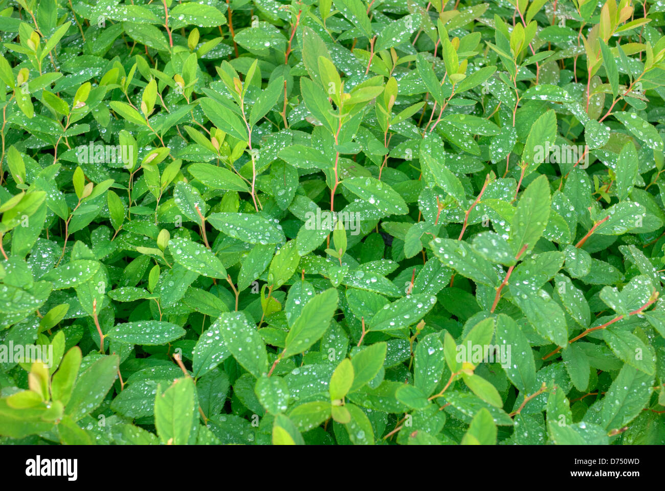 Many small leaves with many drops of dew Scotland UK Stock Photo