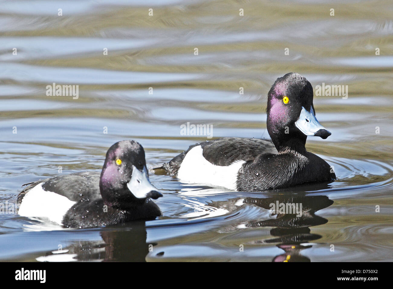 Tufted Duck Drakes (Aythya fuligula). Stock Photo