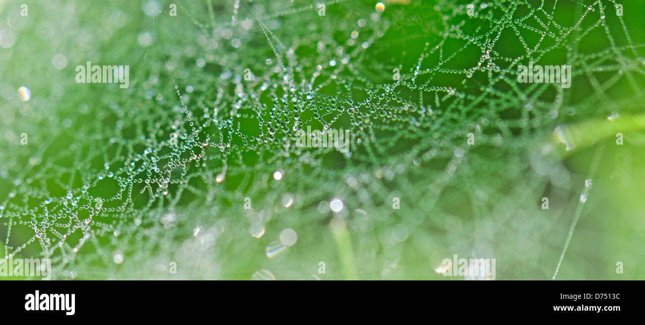 Many drops of dew on a spiders web Uk Stock Photo