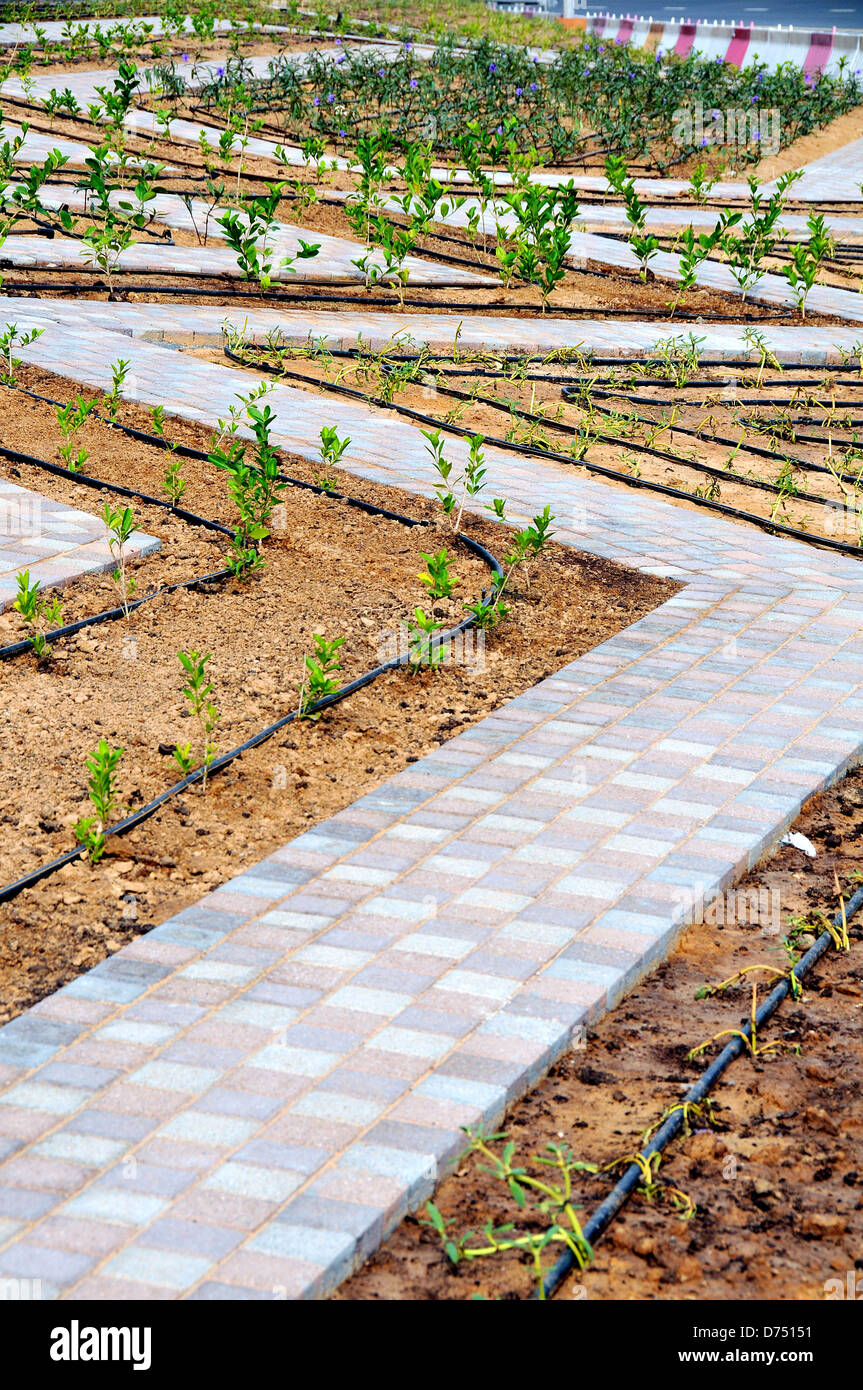 Water irrigation system on flower bed Dubai UAE Stock Photo Alamy
