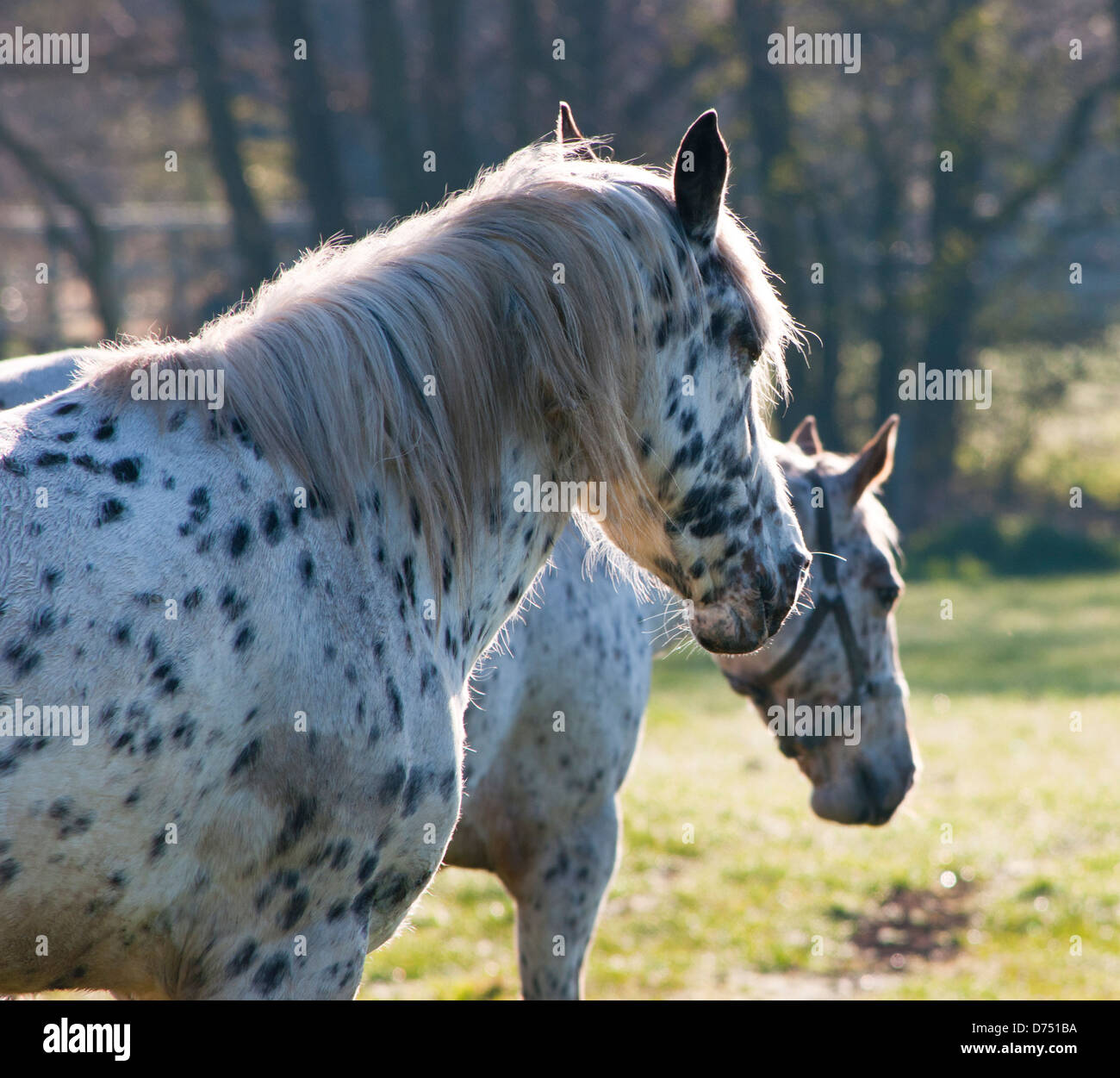 Appaloosa Horse Digital Download Print Horse Photography 