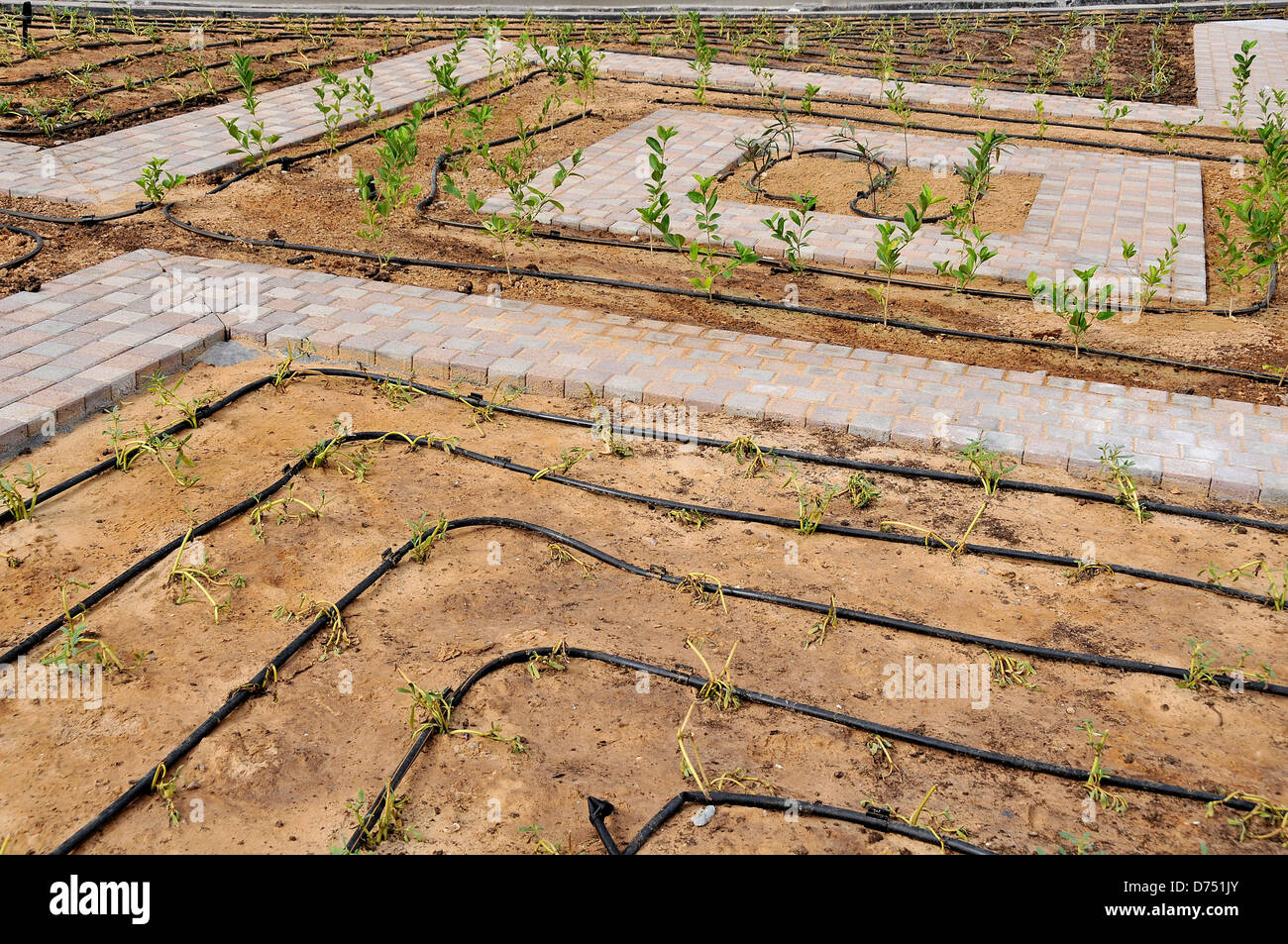 Water irrigation system on flower bed Dubai UAE Stock Photo