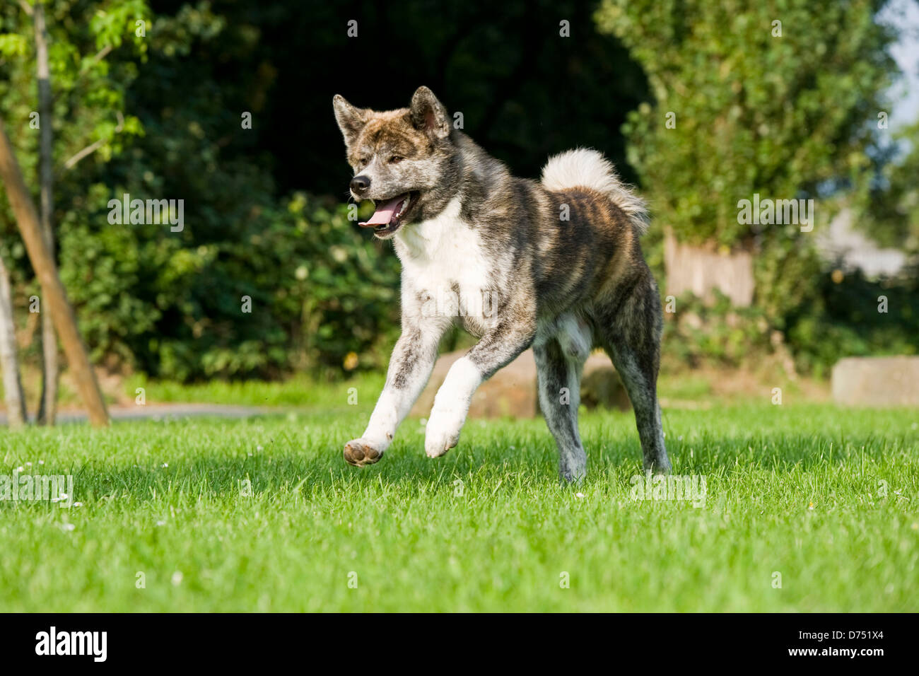 running Akita Inu Stock Photo - Alamy