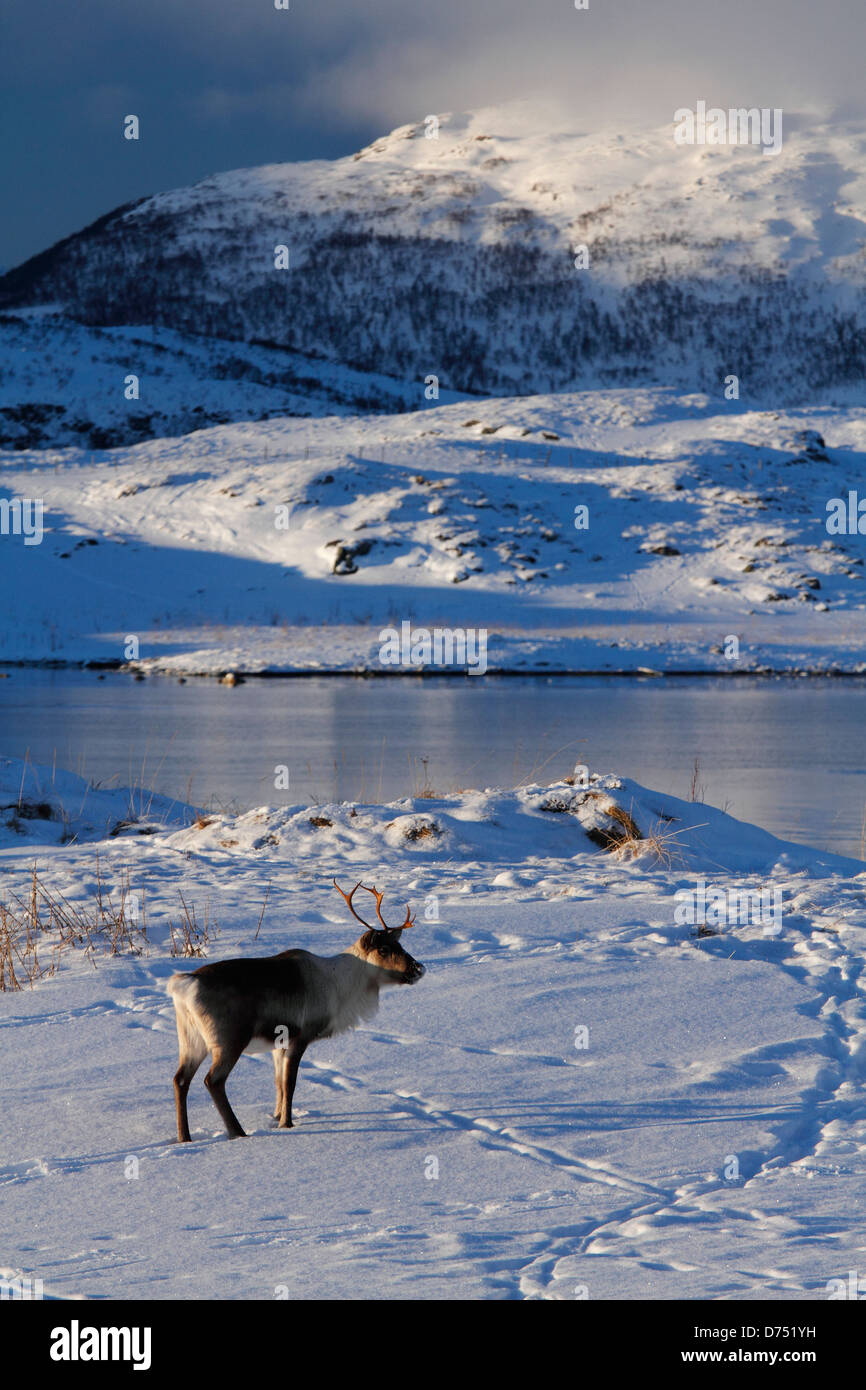 A reindeer in Norwegian fjords, near Tromsø, Norway. Stock Photo