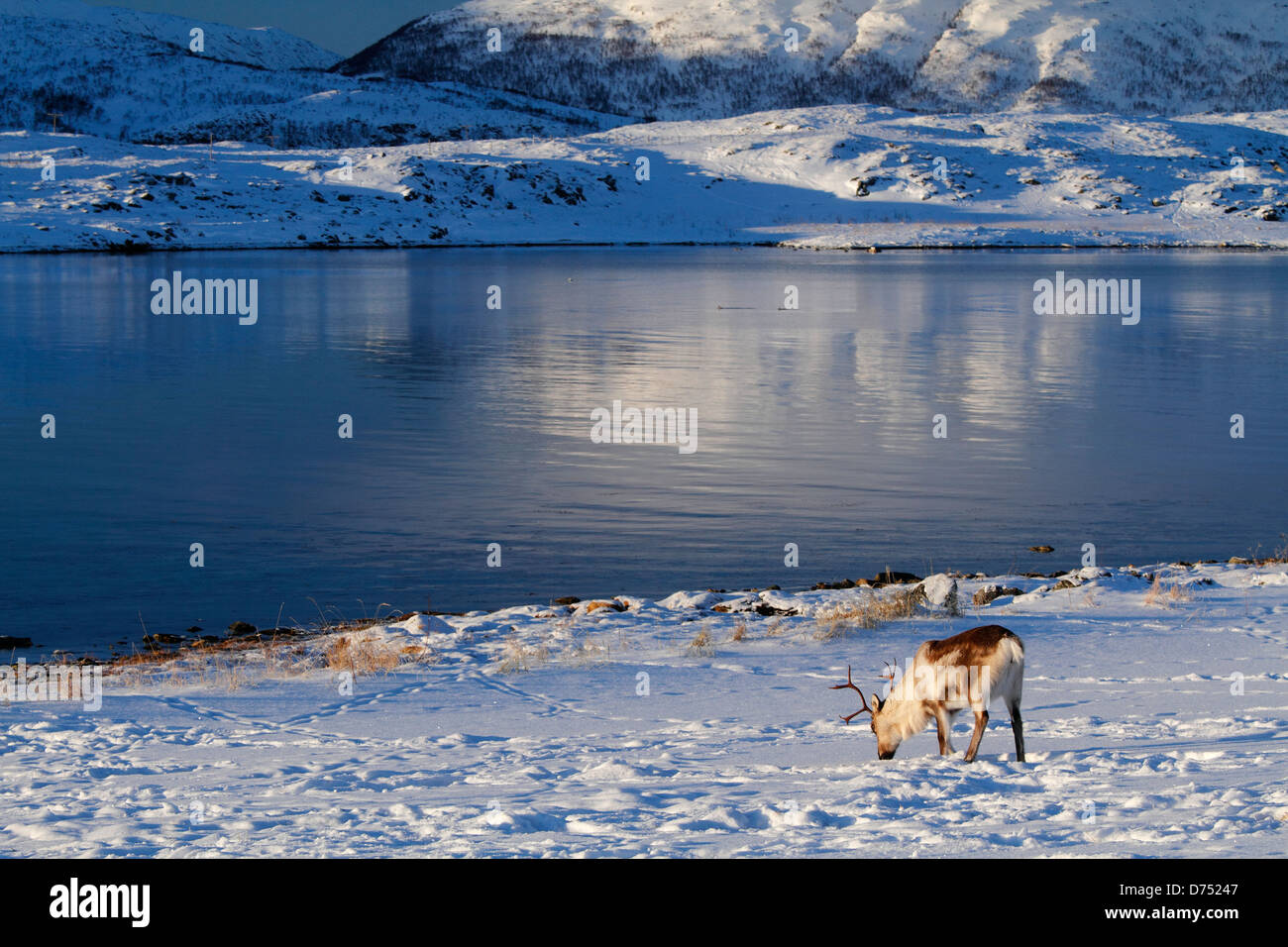 A reindeer eating in Norwegian fjords, near Tromsø, Norway. Stock Photo