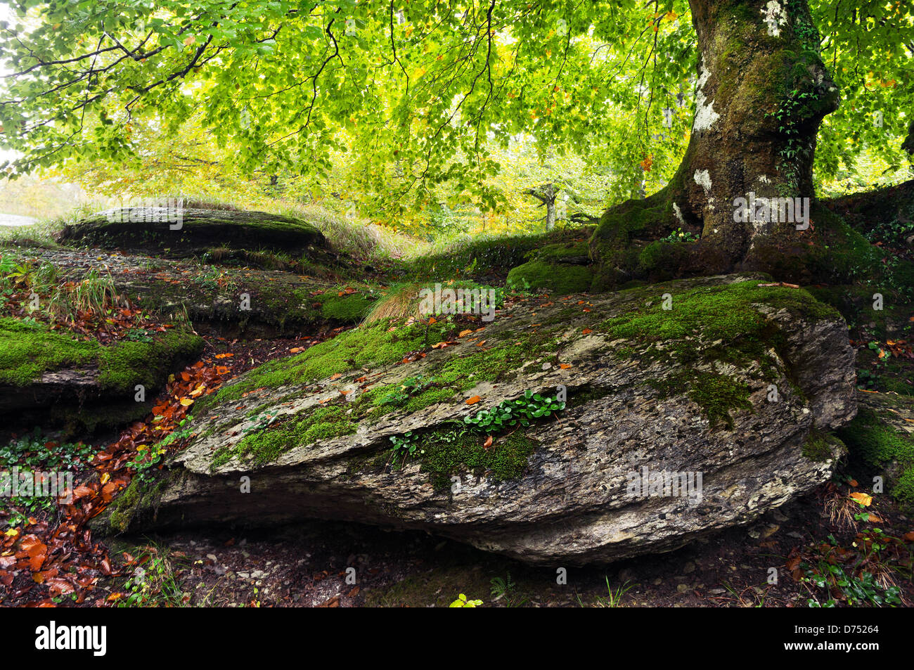 tree in spring with big rock with moss Stock Photo