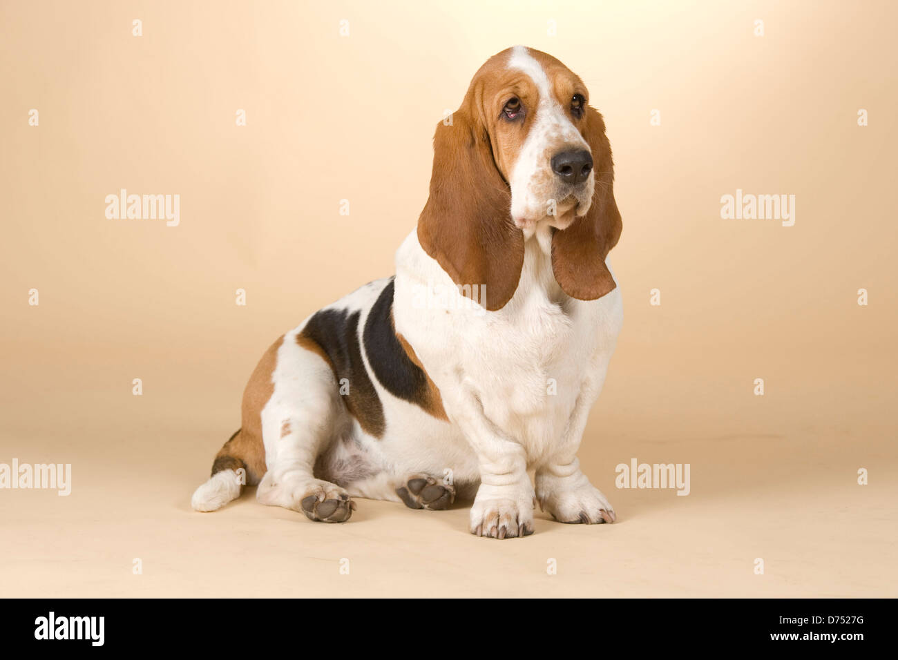 sitting Basset Hound Stock Photo Alamy