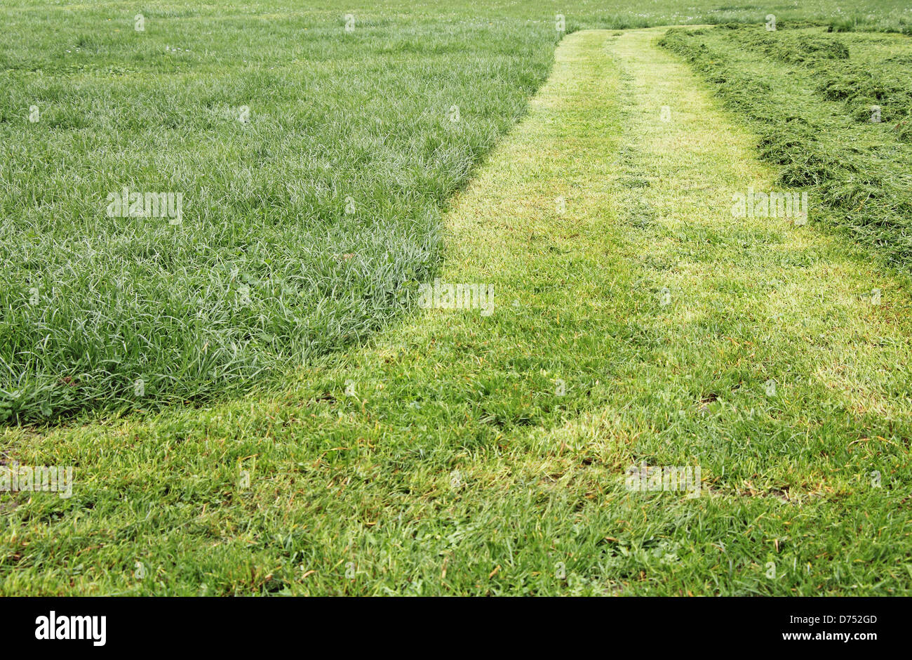 Track cut grass on the lawn, after passing mowers Stock Photo