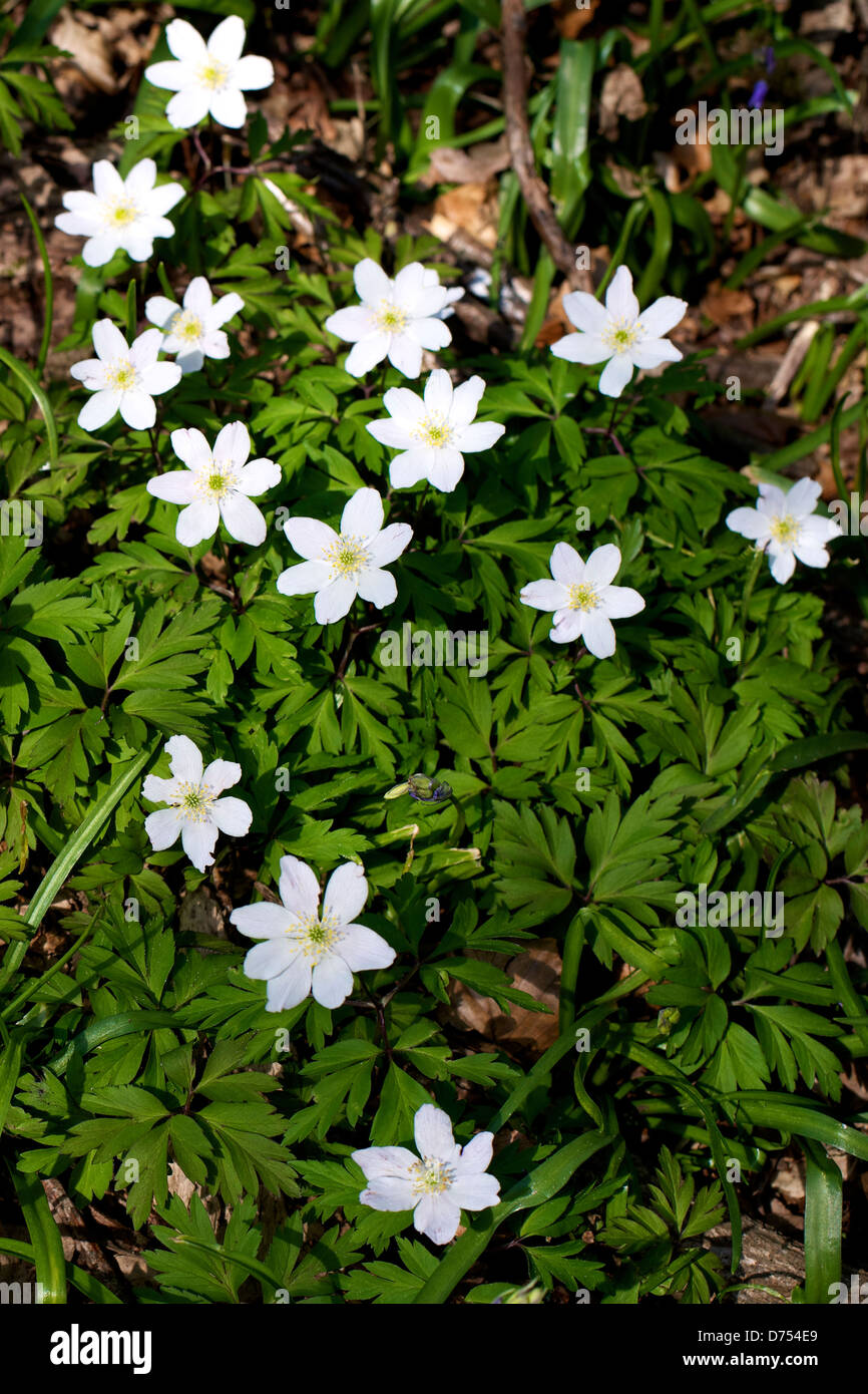 Wood Anemones Anemone Nemorosa growing wild in a woodland on Reigate Hill on a fine Spring day
