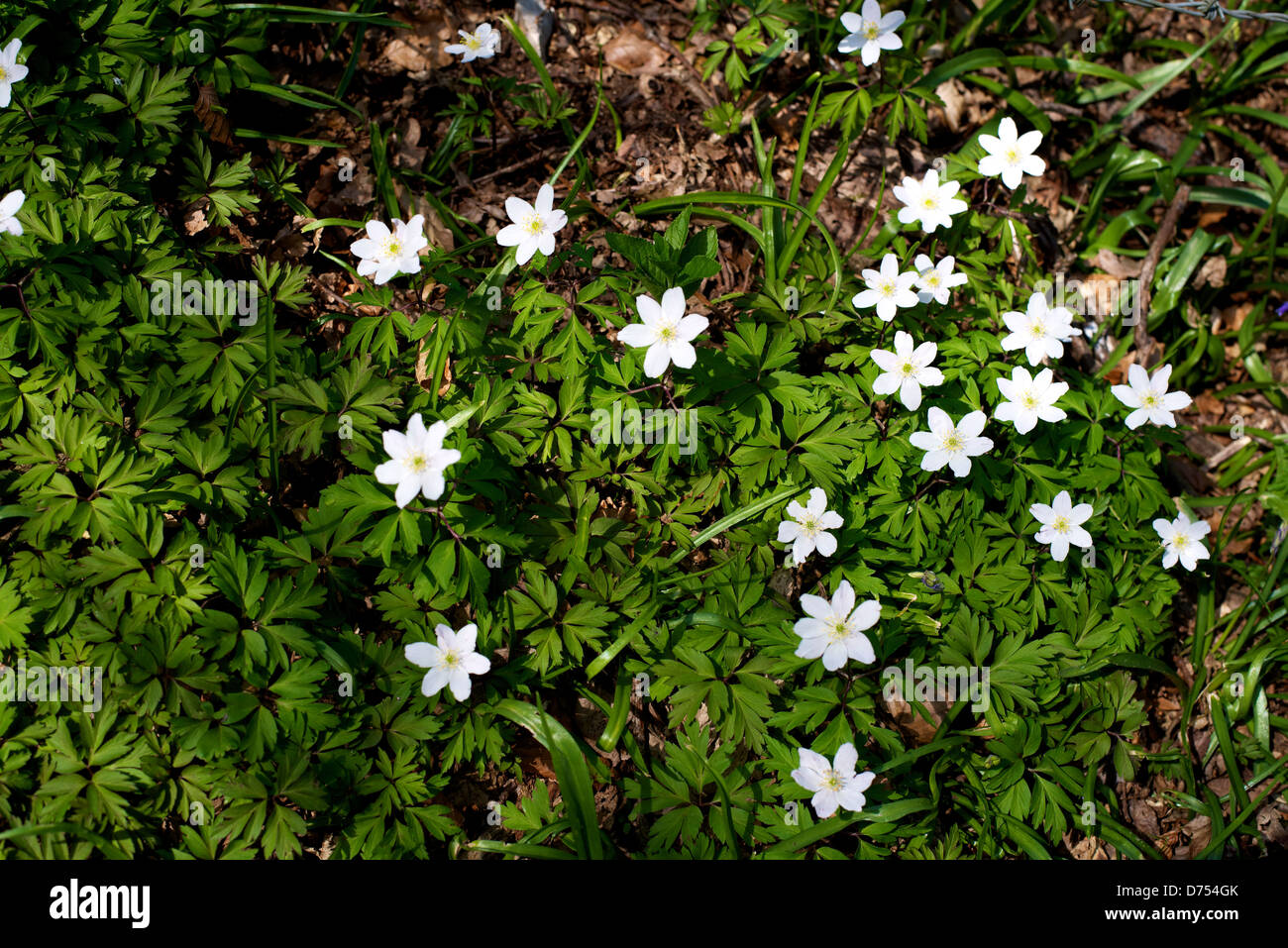 Wood Anemones Anemone Nemorosa growing wild in a woodland on Reigate Hill on a fine Spring day