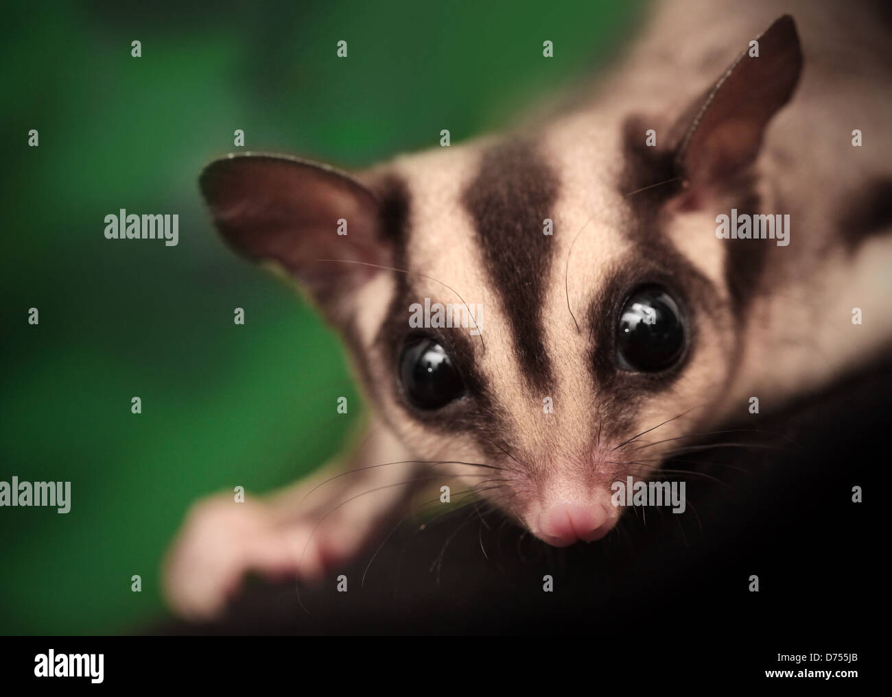 Sugar glider australia hires stock photography and images Alamy