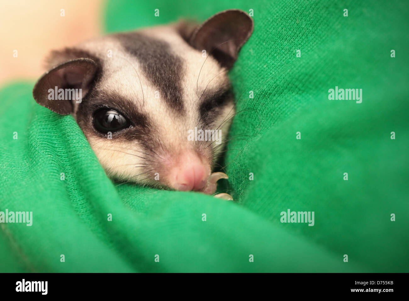 sugar glider flossing