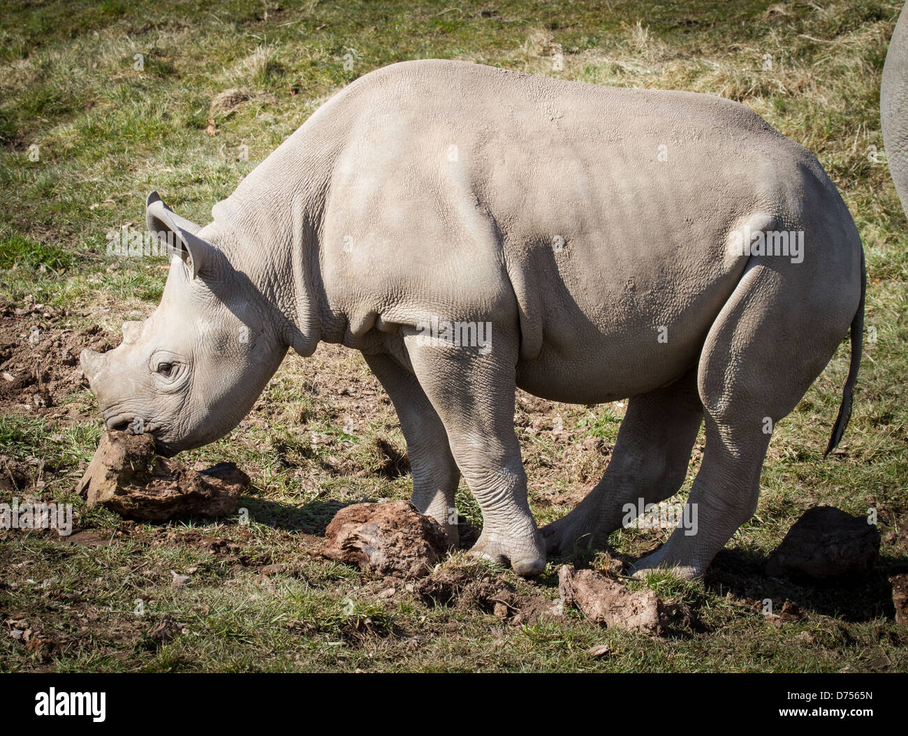 baby black rhino at chester zoo Stock Photo