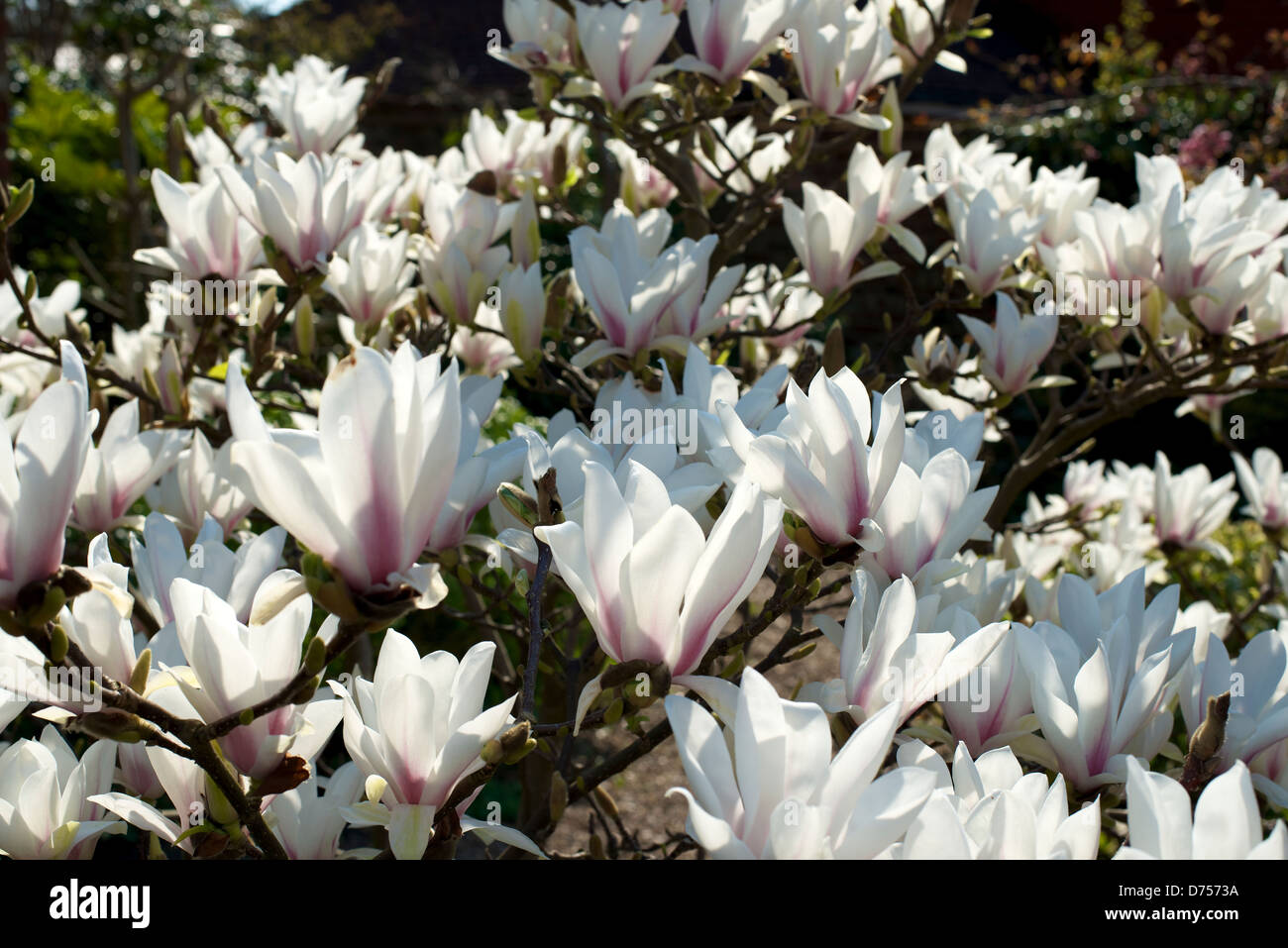 Magnolia alba superba hi-res stock photography and images - Alamy