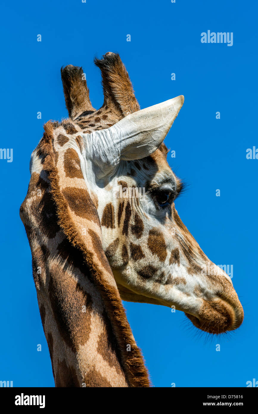 Giraffe against the blue sky Stock Photo