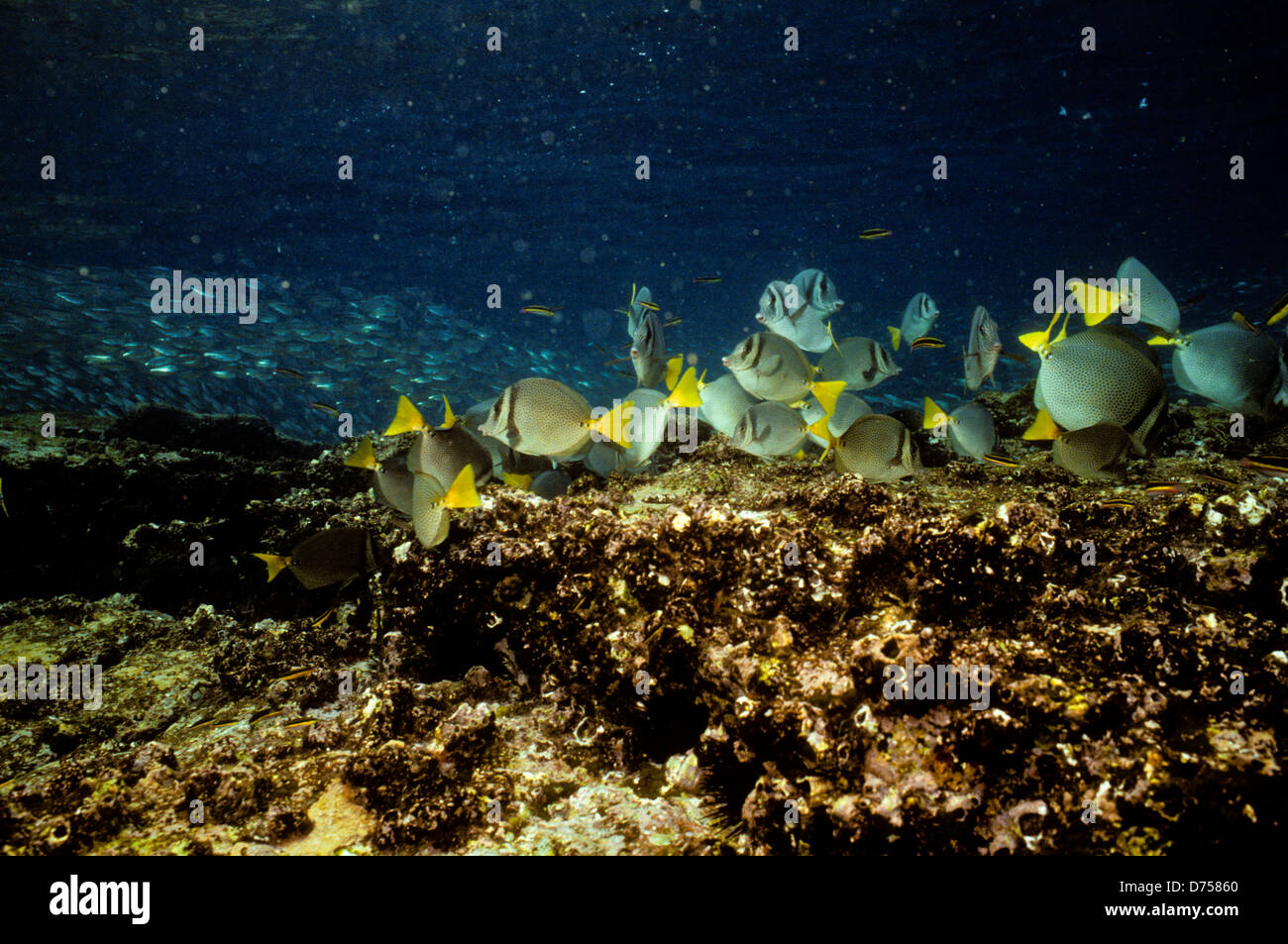 Sea of Cortes,Oct 1994 Digital Underwater Slide Conversions,a Gulf that separates the USA Baja California Peninsula from Mexico Stock Photo