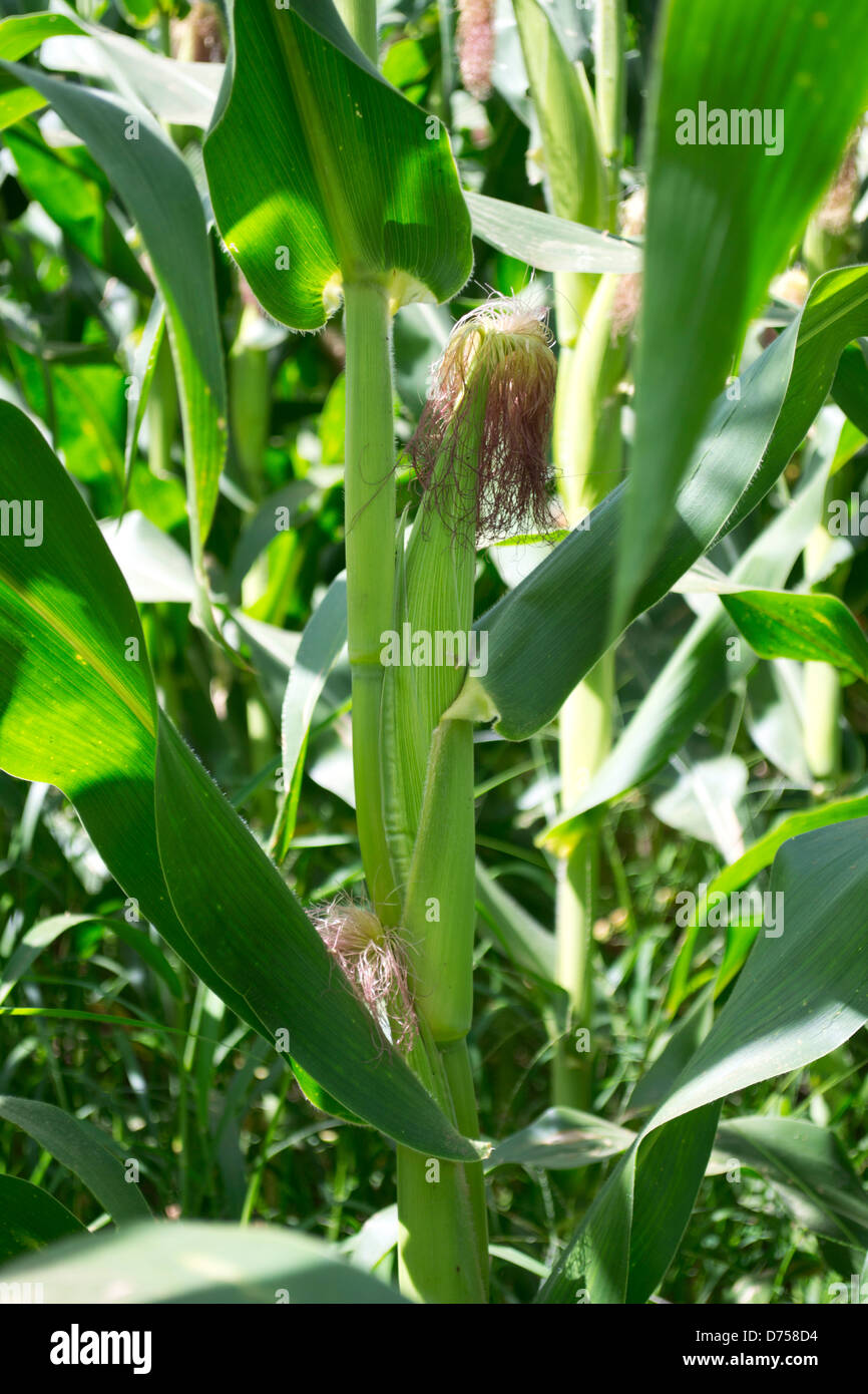 Green corn hi-res stock photography and images - Alamy