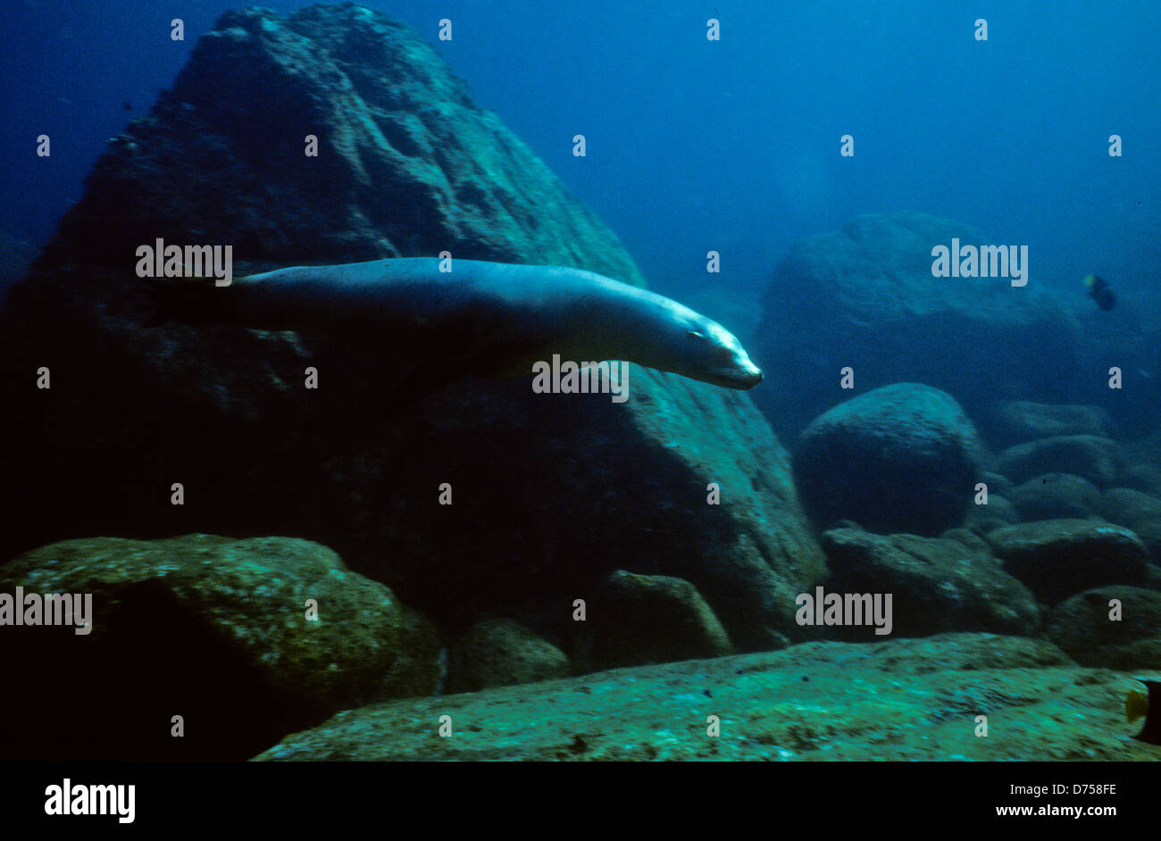 Sea of Cortes,Oct 1994 Digital Underwater Slide Conversions,a Gulf that separates the USA Baja California Peninsula from Mexico Stock Photo