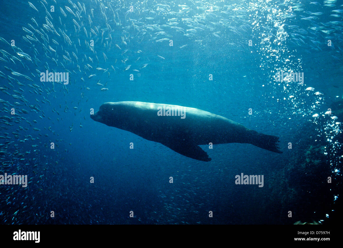 sea of cortes oct 1994 digital underwater slide conversions a gulf