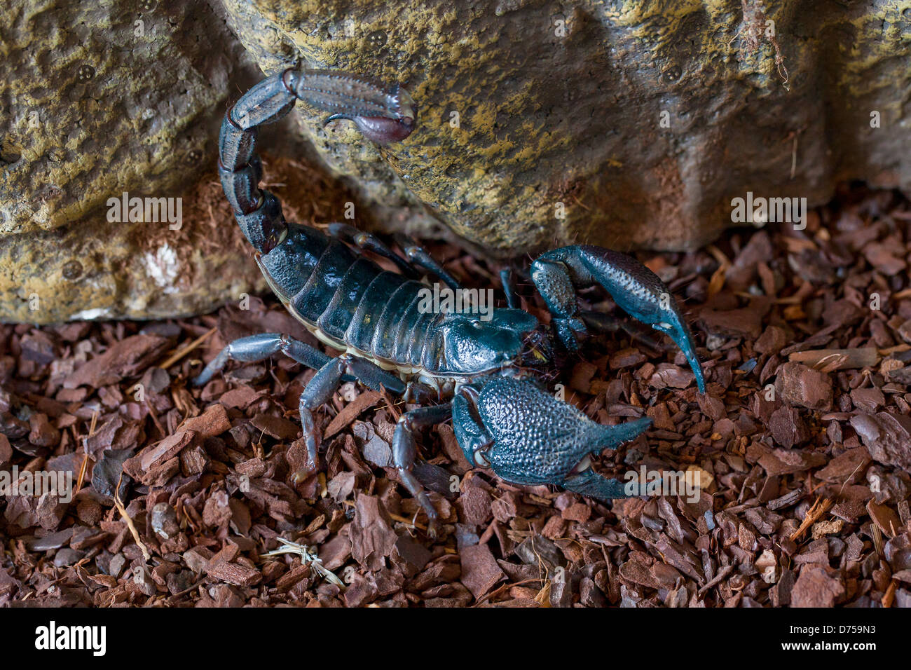 Indian Giant Forest Scorpion Stock Photo