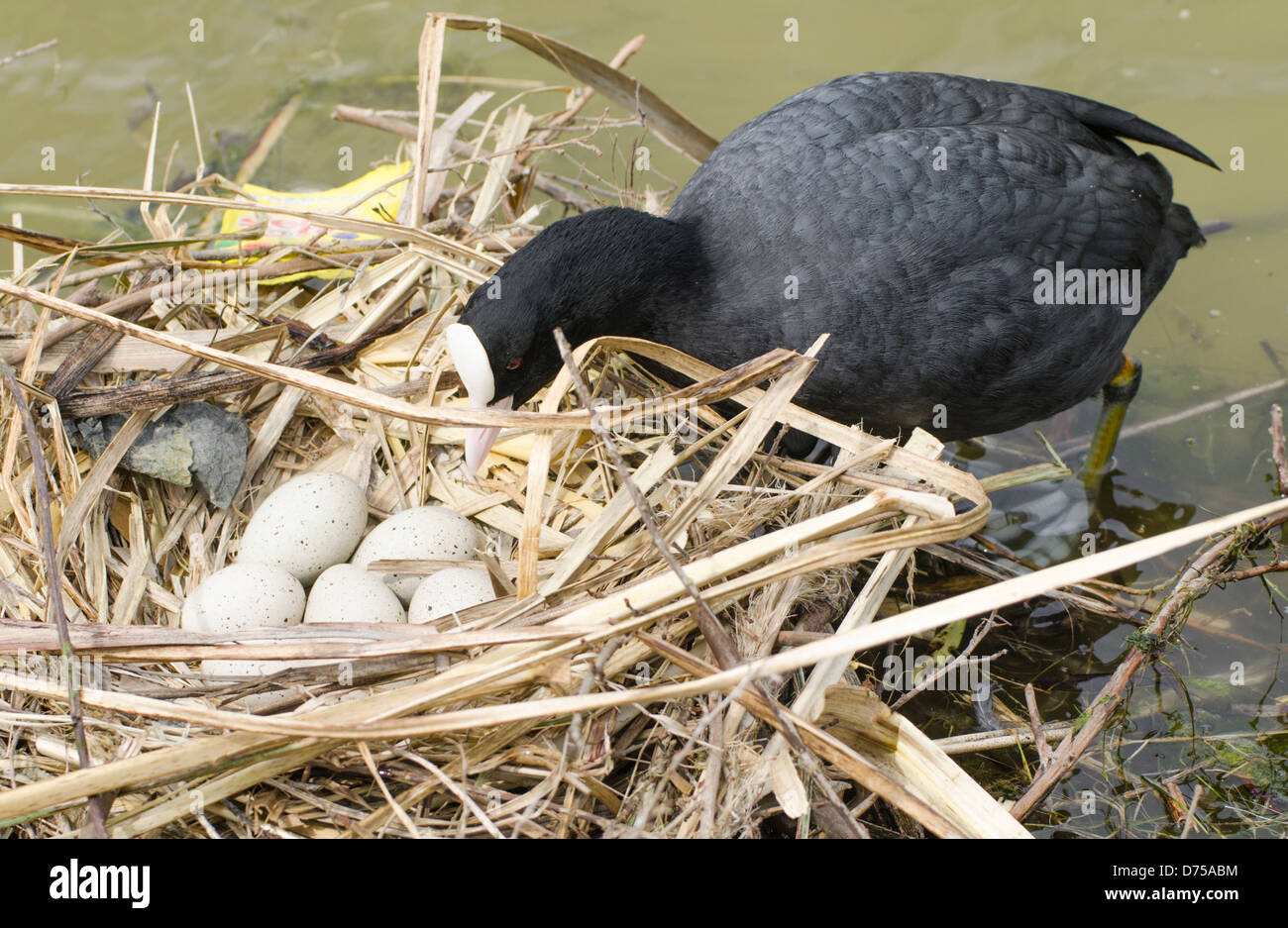 Coot (Fulica atra) with 7 eggs in a nest on some water. Stock Photo