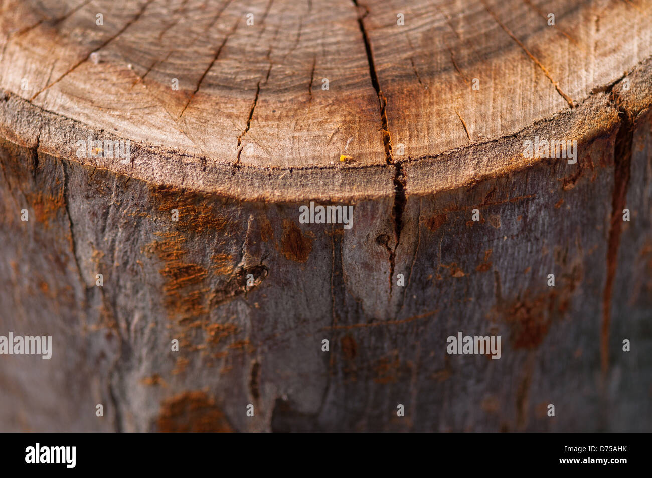 Wood cut Stock Photo