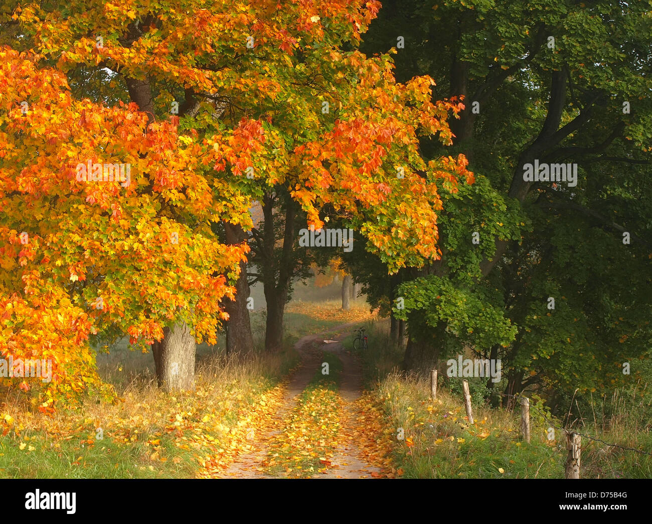 Beautiful autumn road with red and yellow trees Stock Photo - Alamy