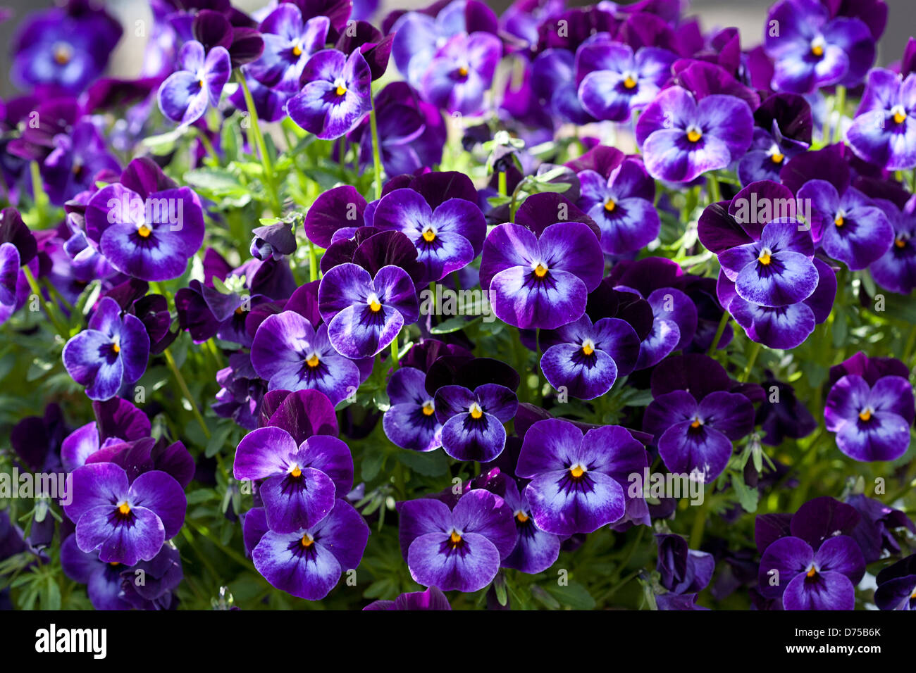 Purple violets Stock Photo