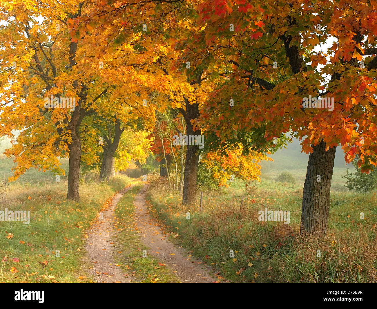 Beautiful autumn road with red and yellow trees Stock Photo - Alamy