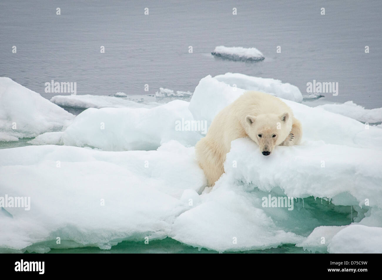Female Polar Bear, Ursus Maritimus, resting on the snow, Olgastretet Pack Ice, Svalbard Archipelago, Norway Stock Photo