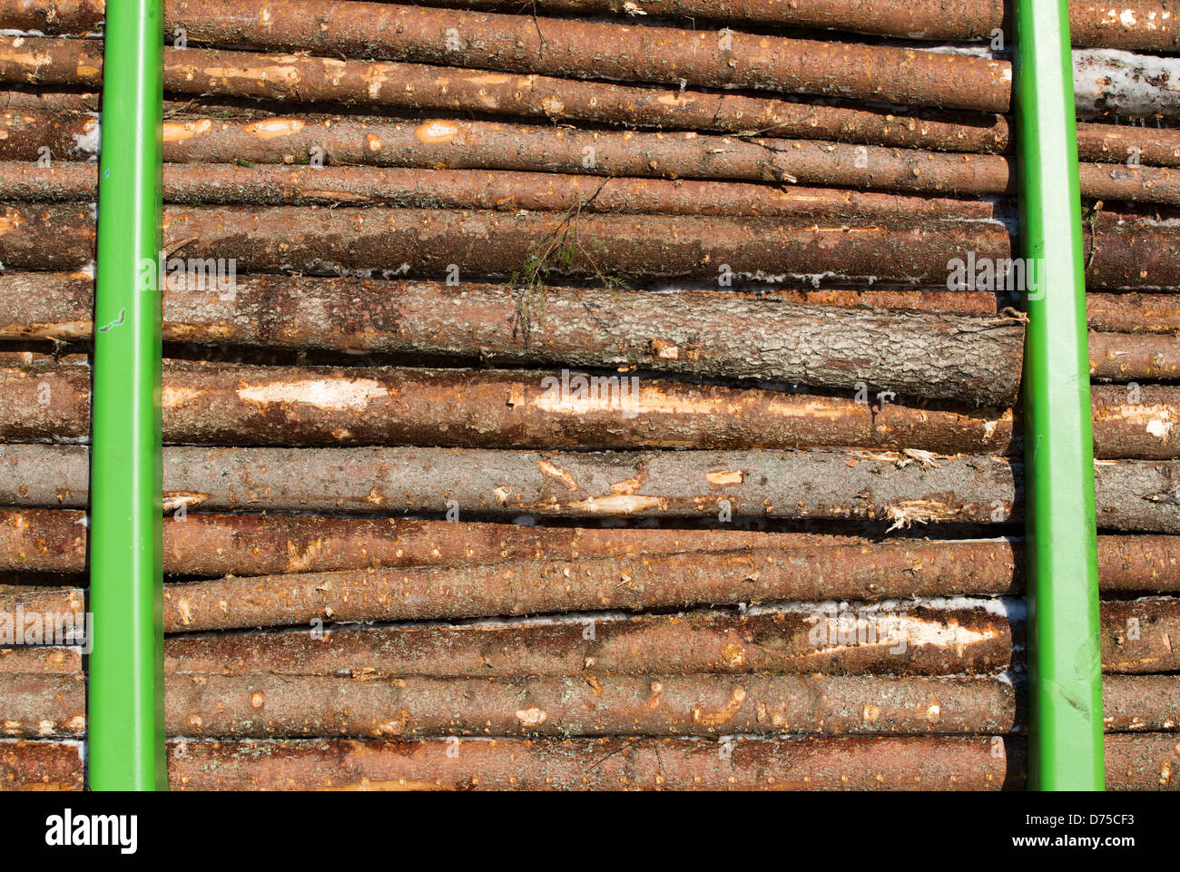 Spruce ( picea abies ) logs Stock Photo