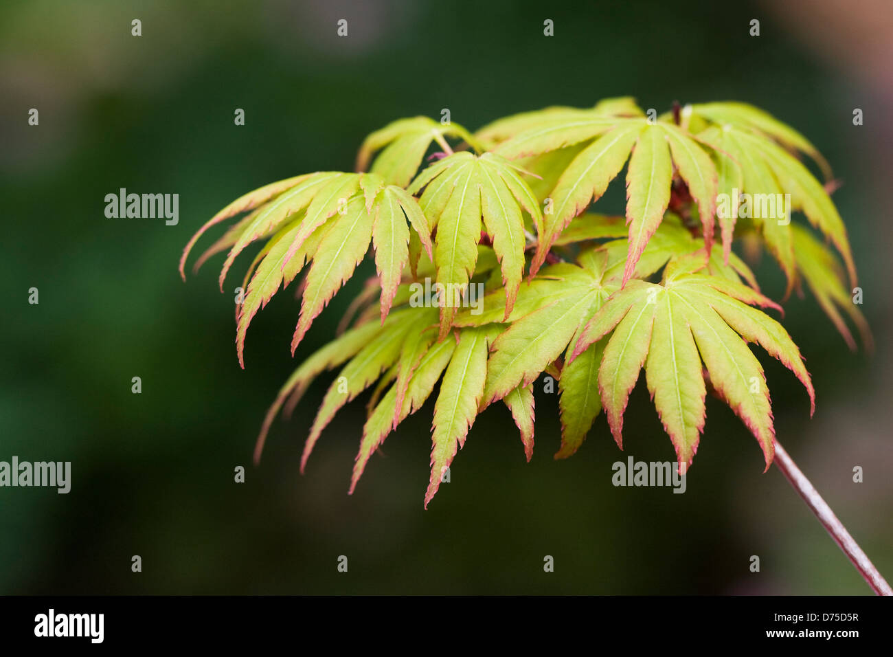 Acer palmatum 'Sango-kaku'. Coral bark maple Stock Photo