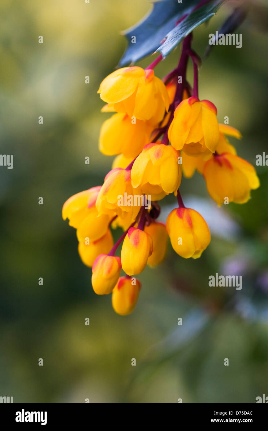 Berberis darwinii. Barberry flowers. Stock Photo