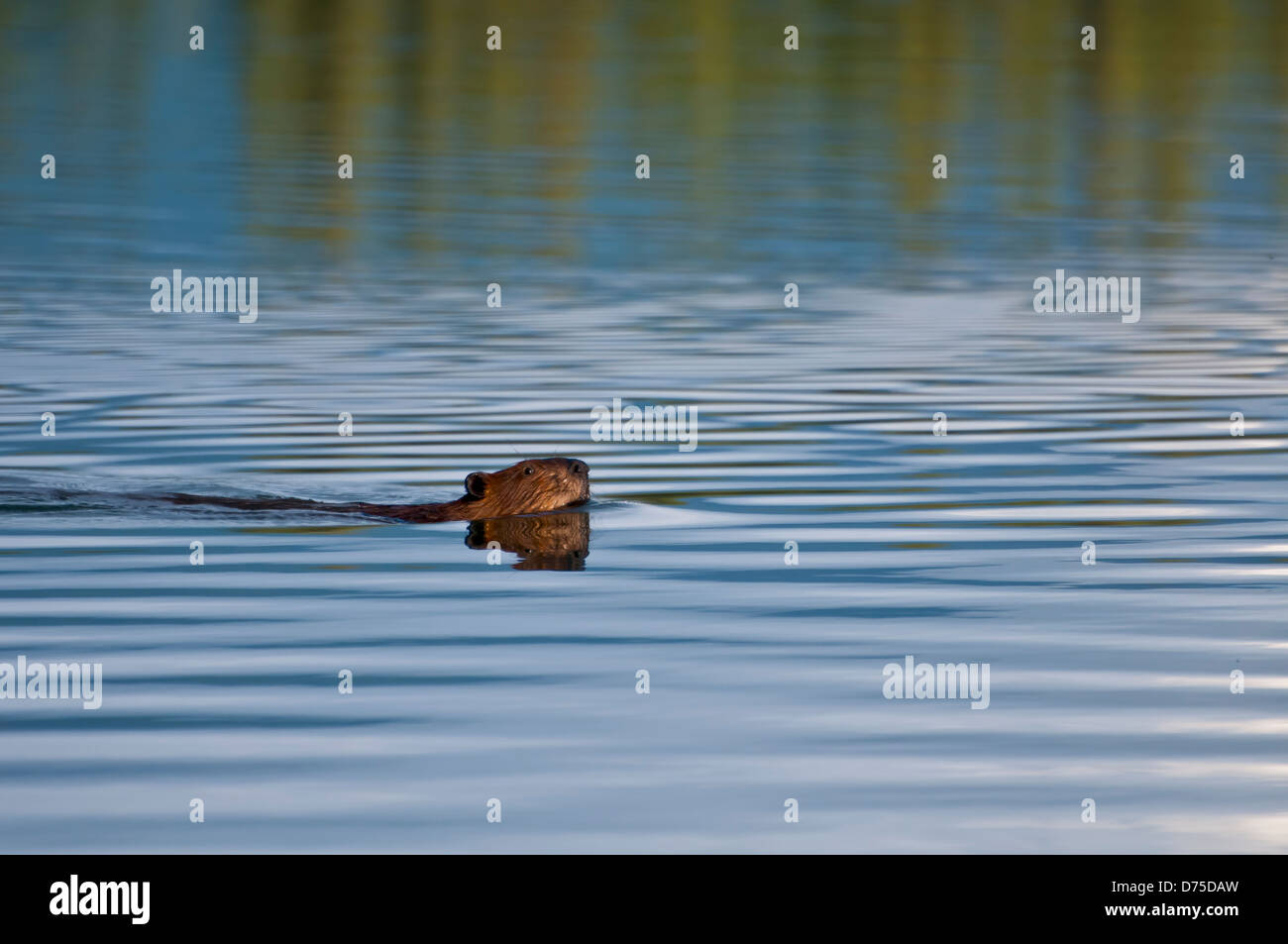American beaver swimming in a lake, USA Stock Photo Alamy