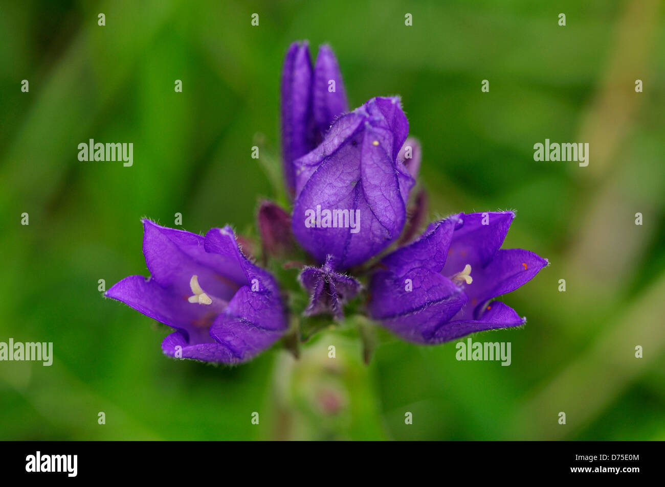 Bellflower hires stock photography and images Alamy