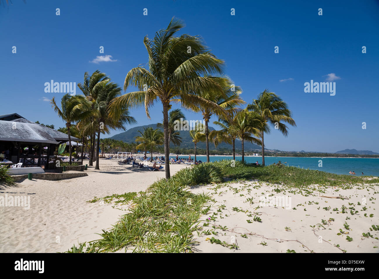 Puerto Plata, Dominican Republic, coconut palms on Playa Dorada beach